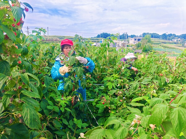民正在采摘树莓鲜果。9月27日摄。.jpg